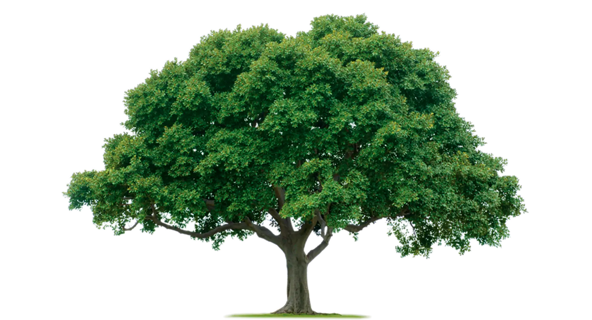 Tree with Dense Green Foliage on Transparent Background