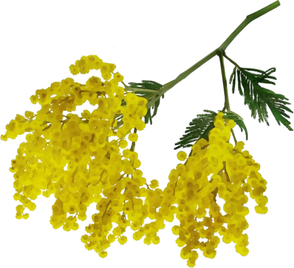 Yellow Mimosa Flower Branch Illustration