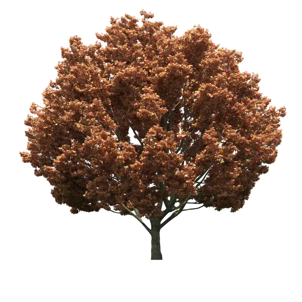 Tree with Brown Leaves