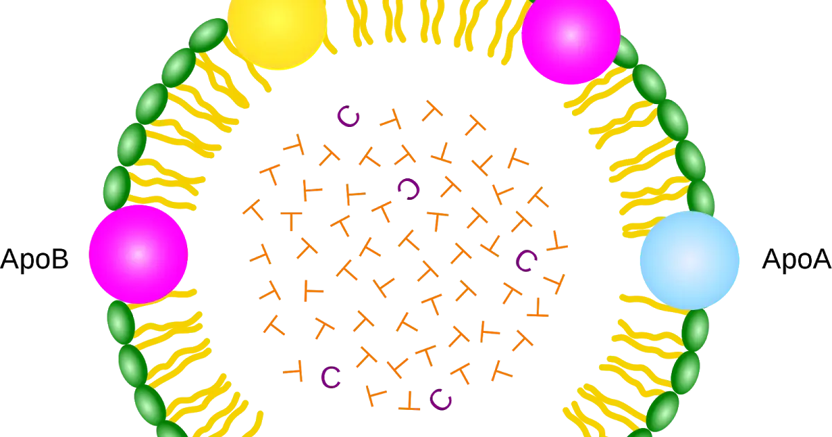 Lipoprotein Structure Diagram