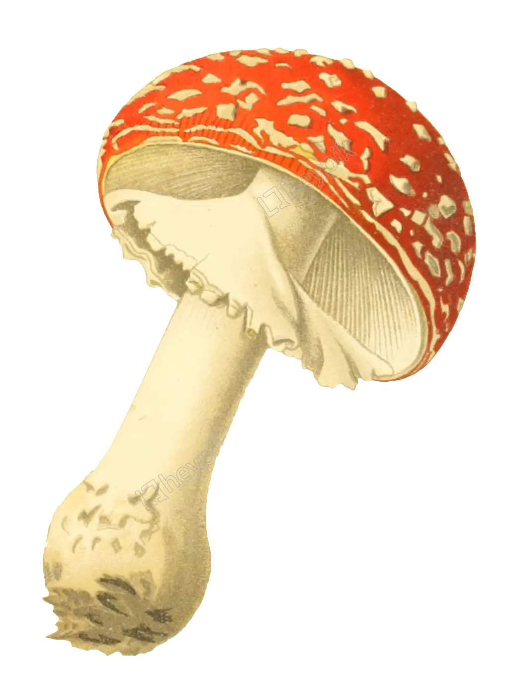 Red Amanita Mushroom