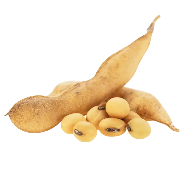 Soybeans and Pod
