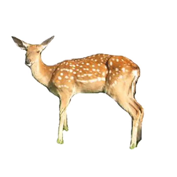Illustrated Spotted Deer