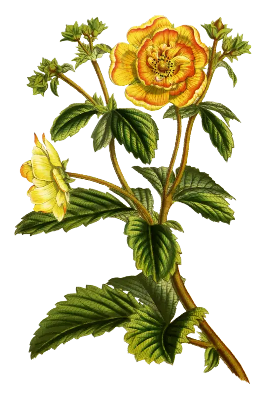 Yellow Flower Plant with Green Leaves