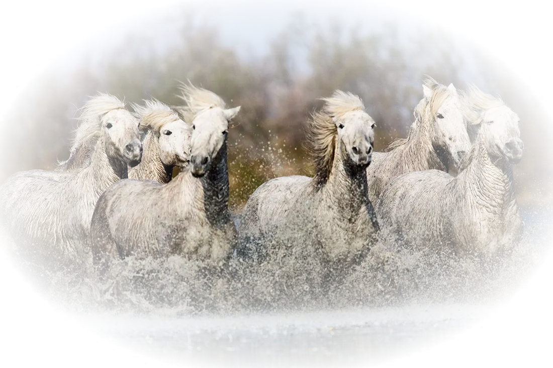 White Horses Running in Water