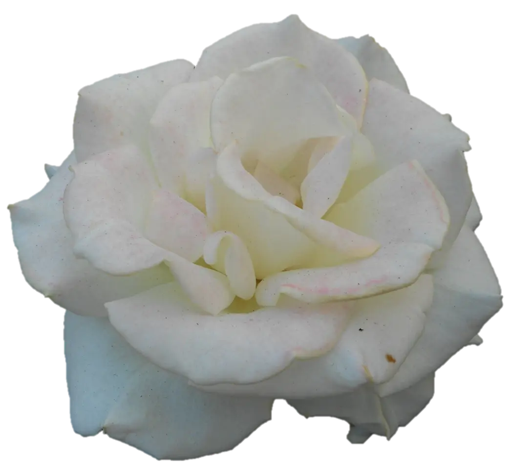 Delicate White Rose in Full Bloom