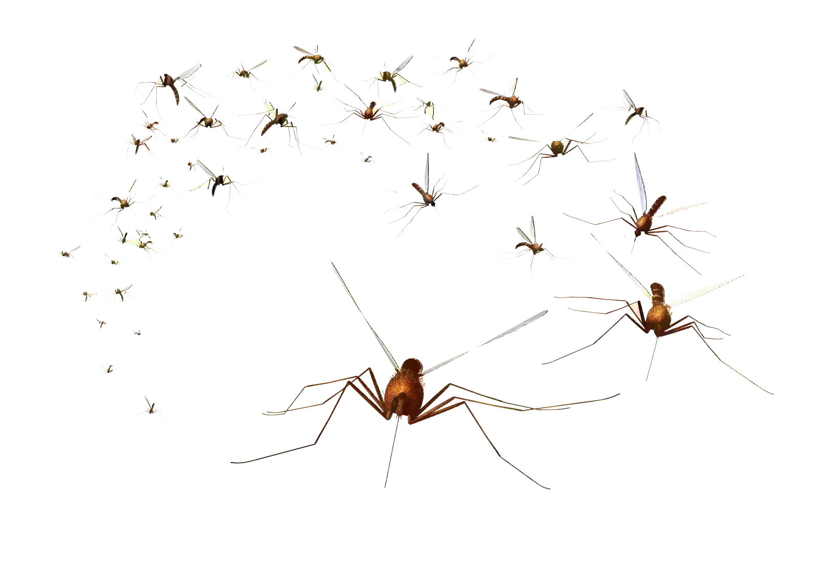 Swarm of Mosquitoes