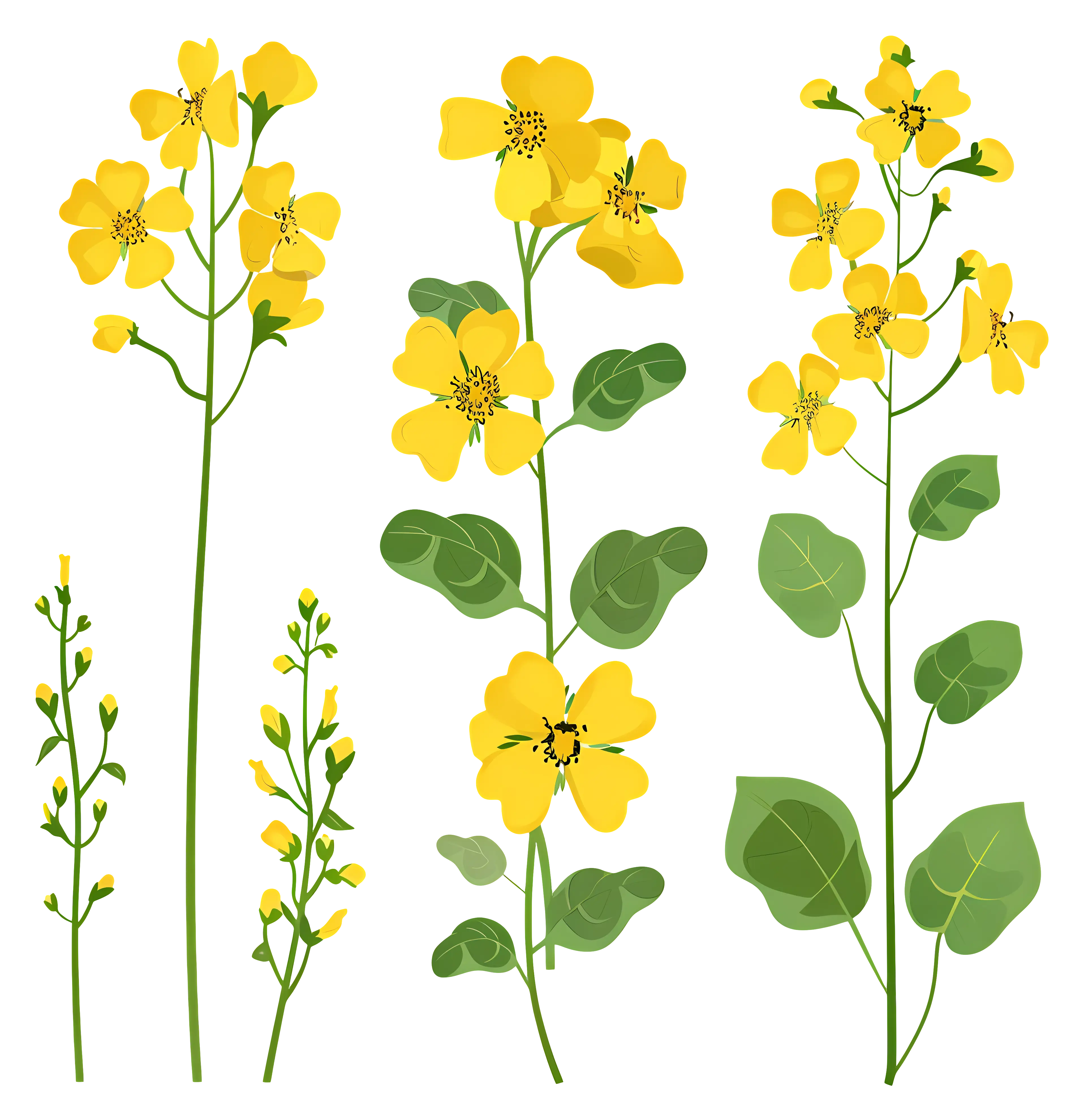 Yellow Wildflowers Illustration