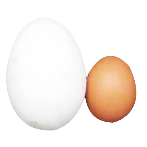 White and Brown Eggs for Breakfast