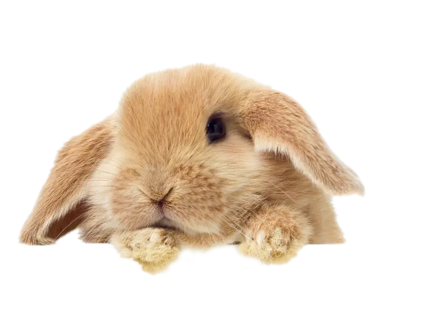 Cute Fluffy Bunny
