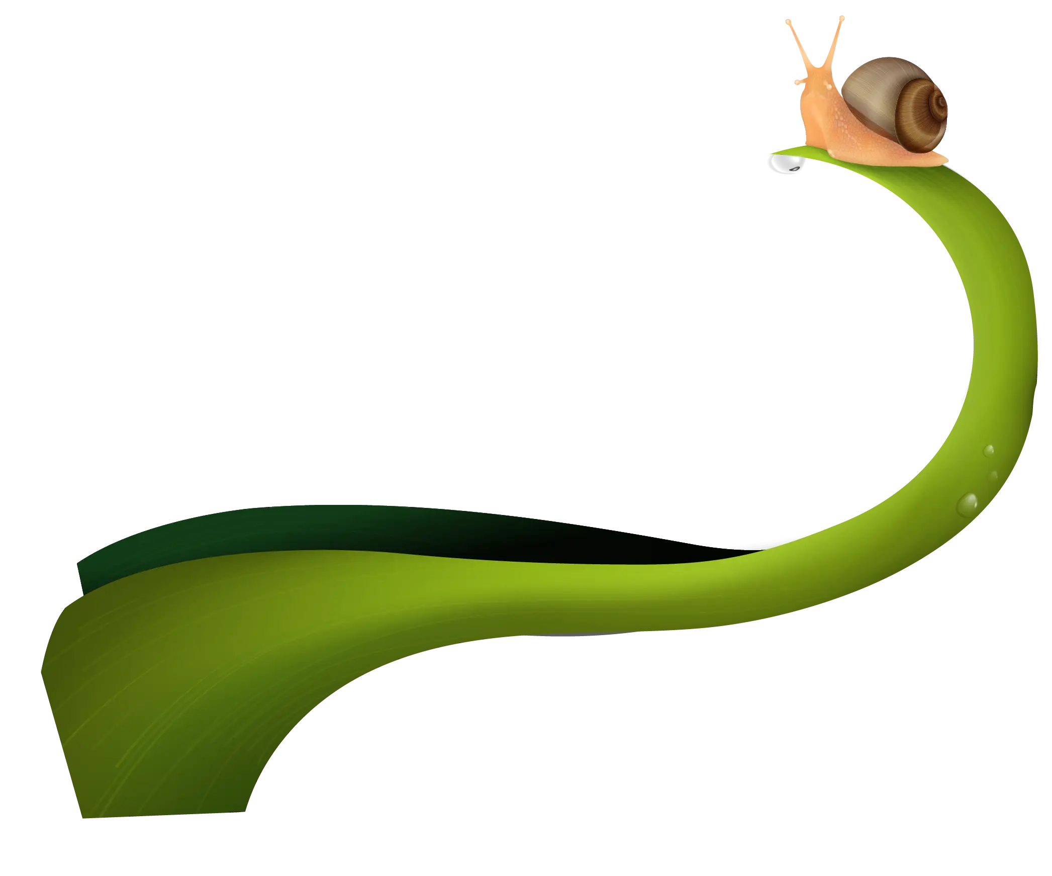 Snail Crawling on Green Leaf Illustration
