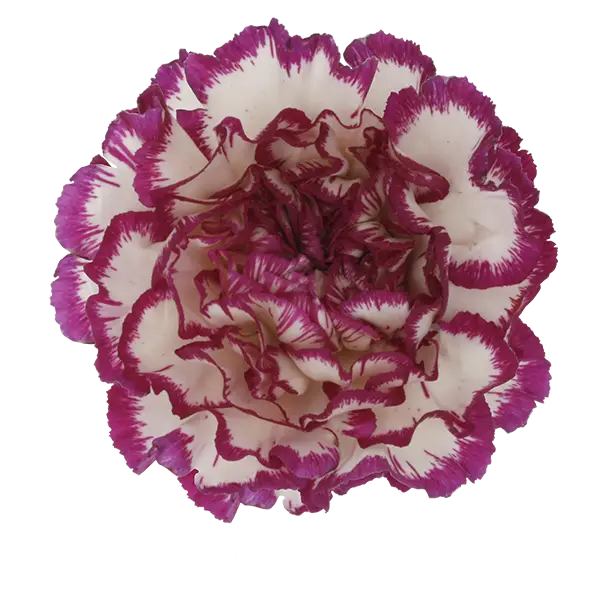Pink and White Carnation Flower