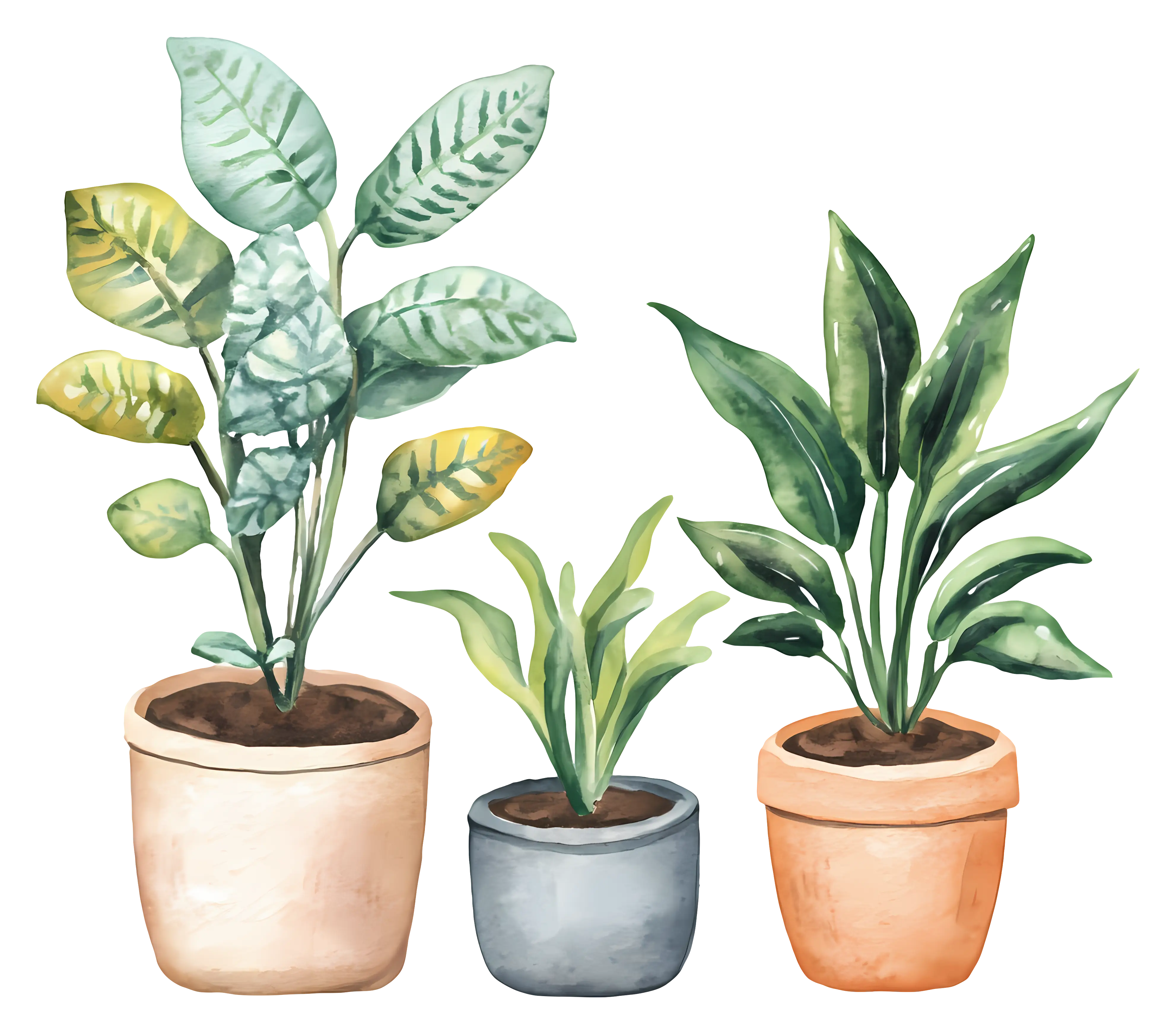 Collection of Potted Indoor Plants