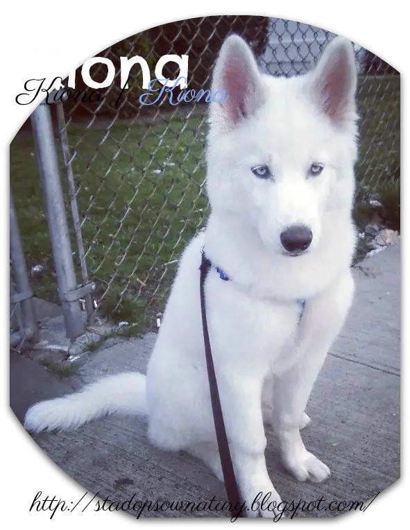 White Husky Dog with Blue Eyes