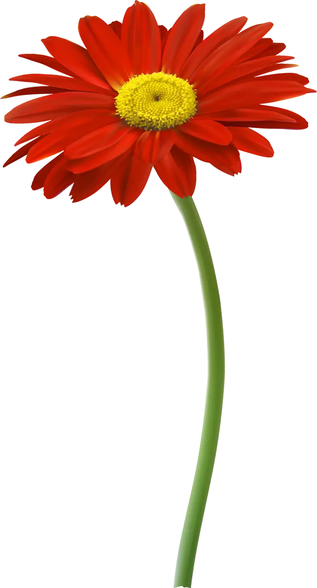 Single Red Daisy Flower with Green Stem