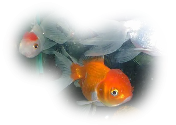 Cute Goldfish in Aquarium