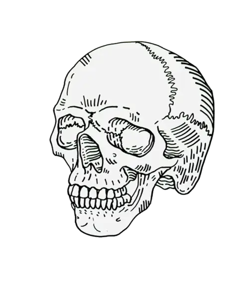 Skull Drawing Illustration