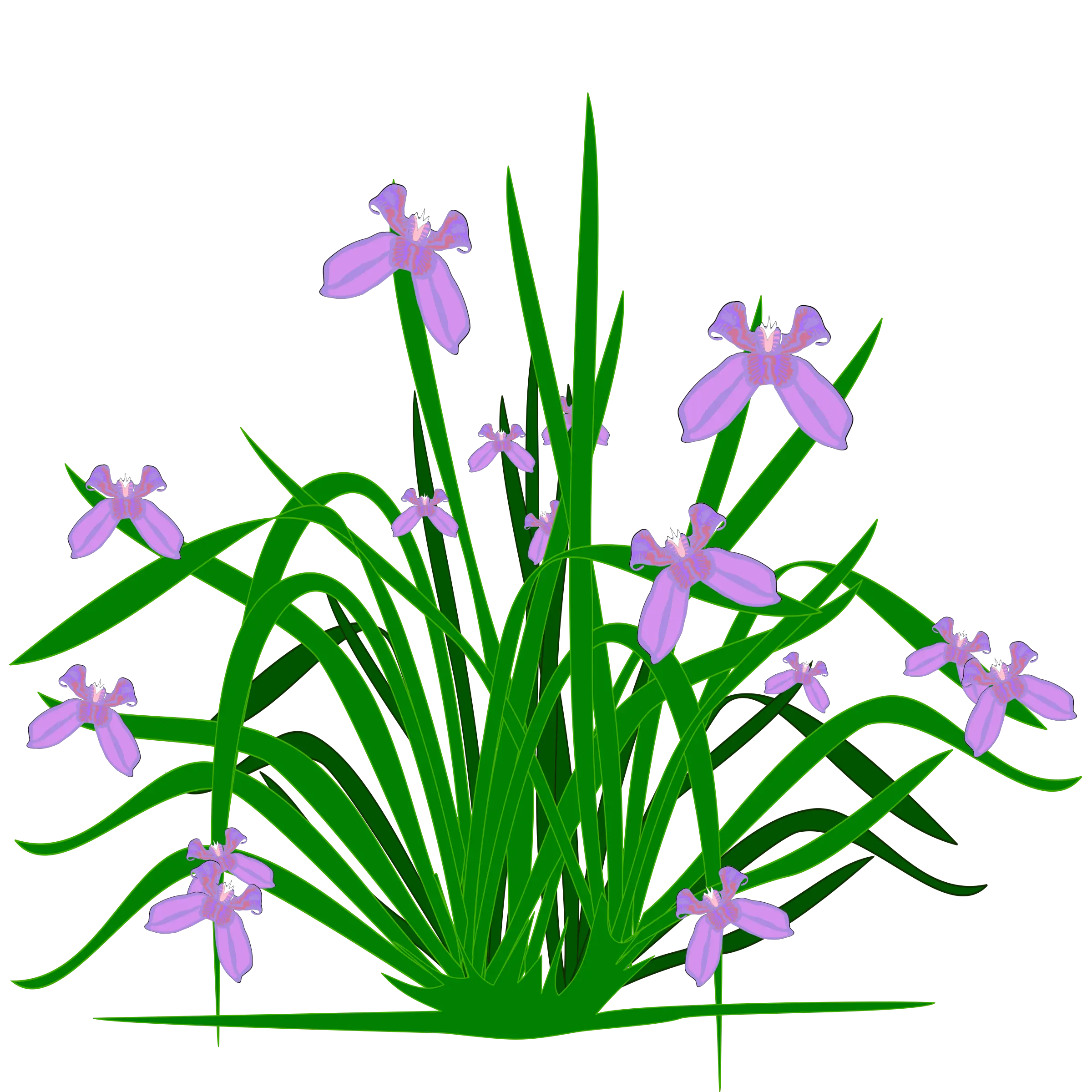Purple Iris Flowers Blooming in Greenery