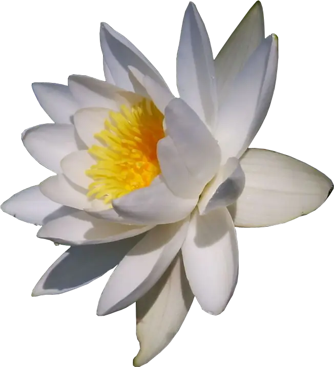 White Lotus Flower with Yellow Center