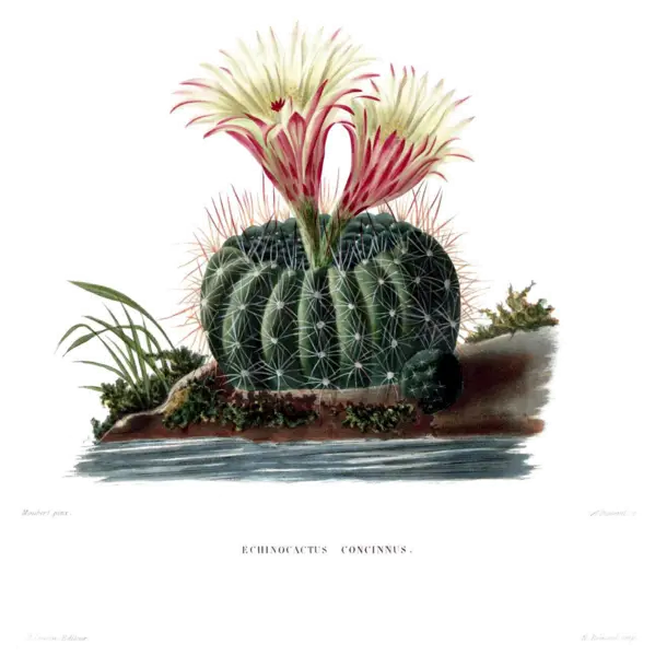 Flowering Cactus Illustration