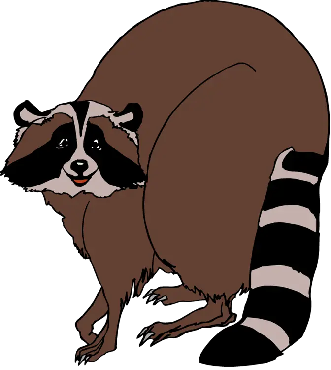 Cute Raccoon Illustration