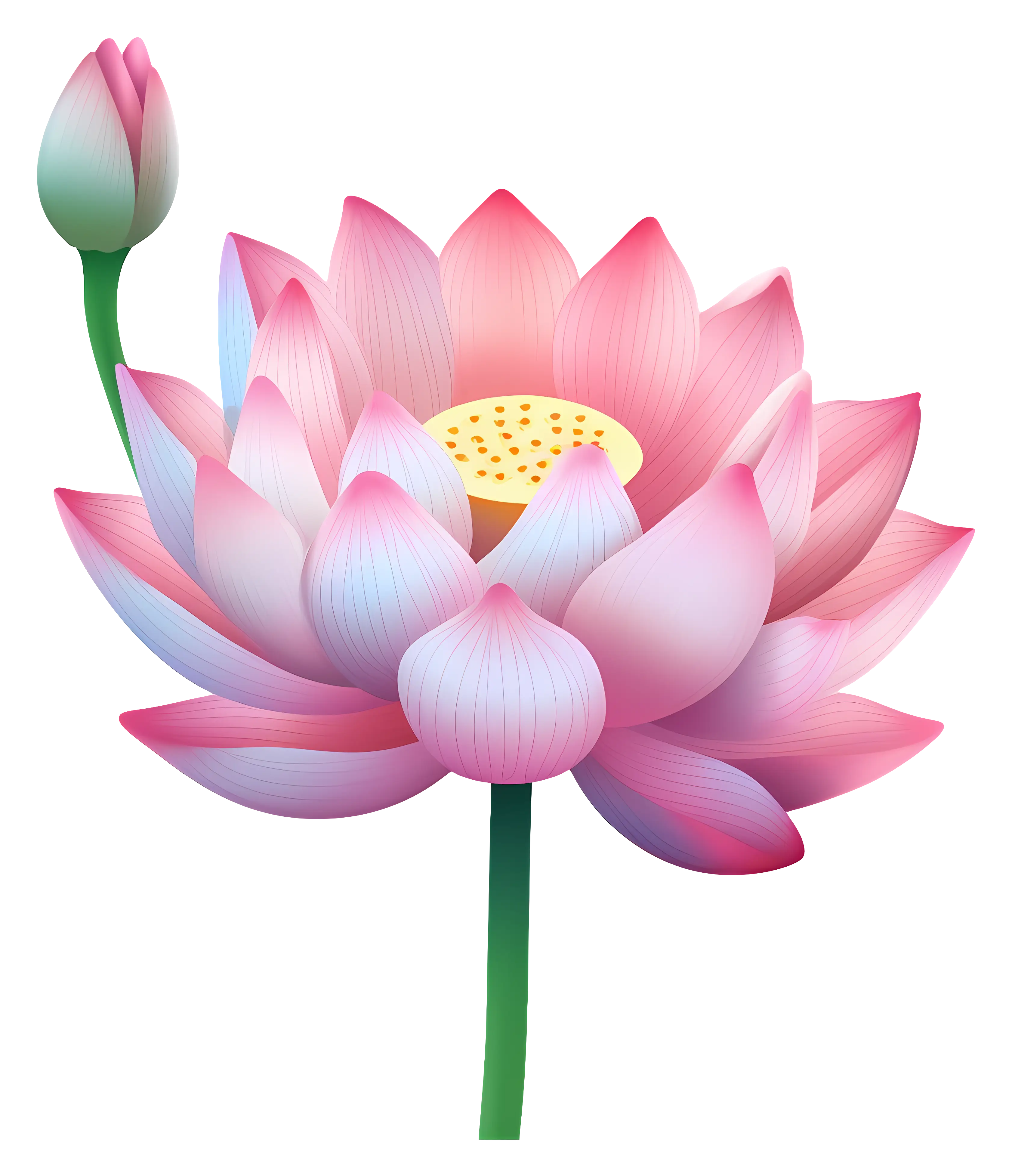 Elegant Pink Lotus Flower Bloom