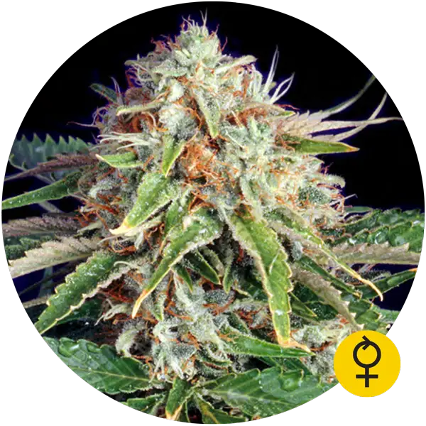 Cannabis Flower with Trichomes