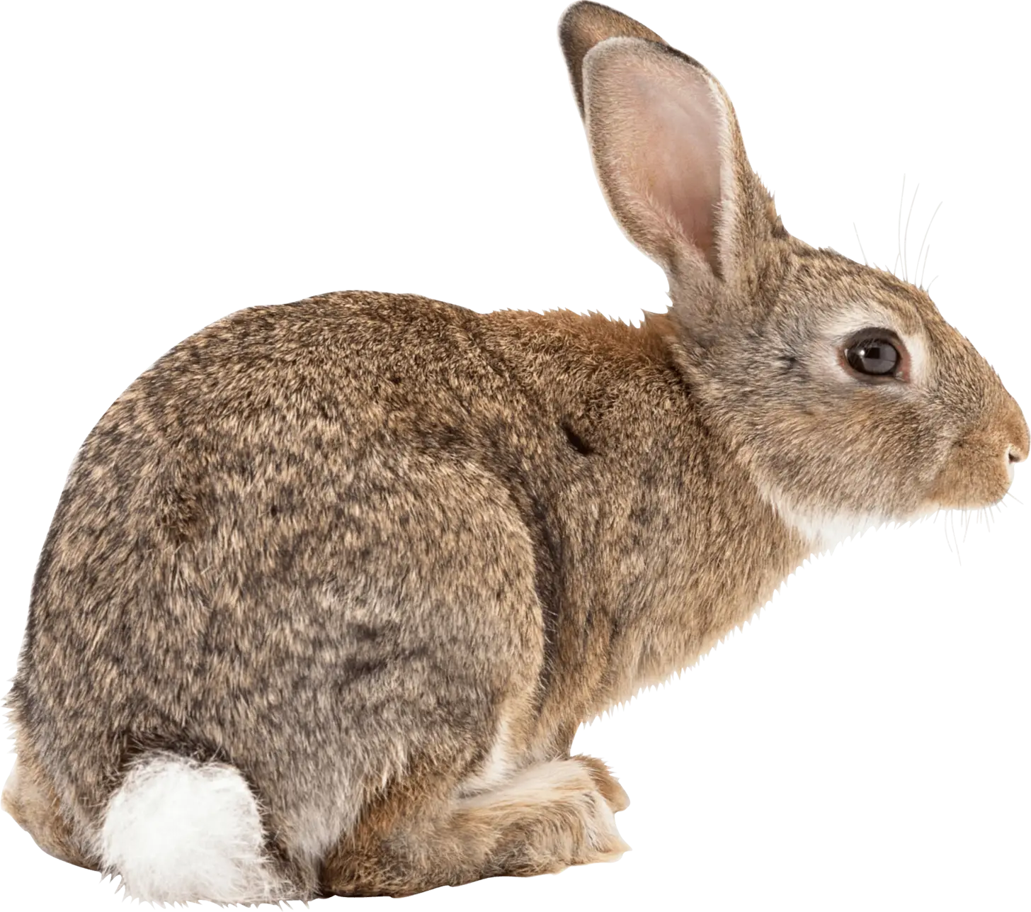 Brown Rabbit Sitting on Ground