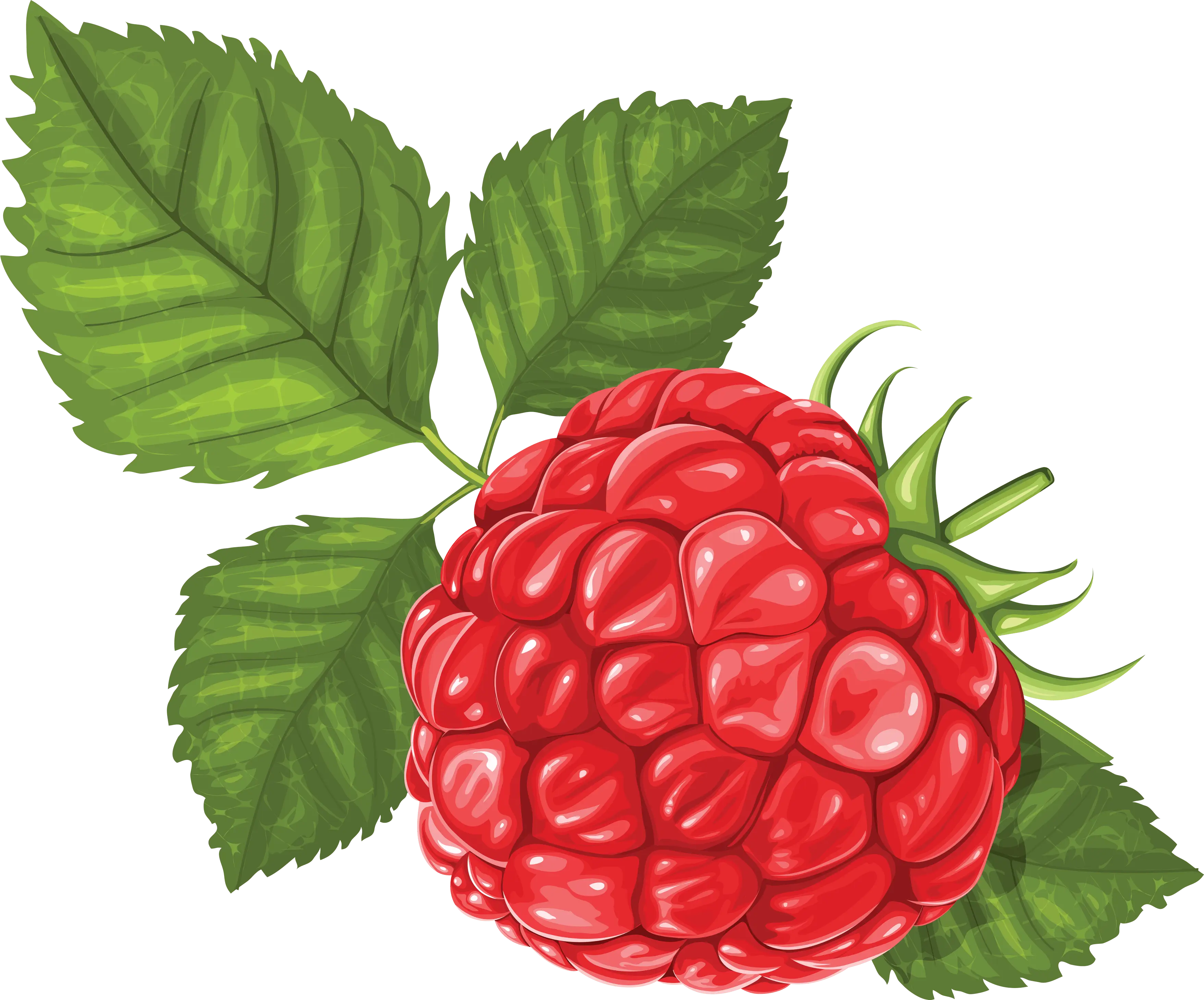 Red Raspberry with Green Leaves Illustration