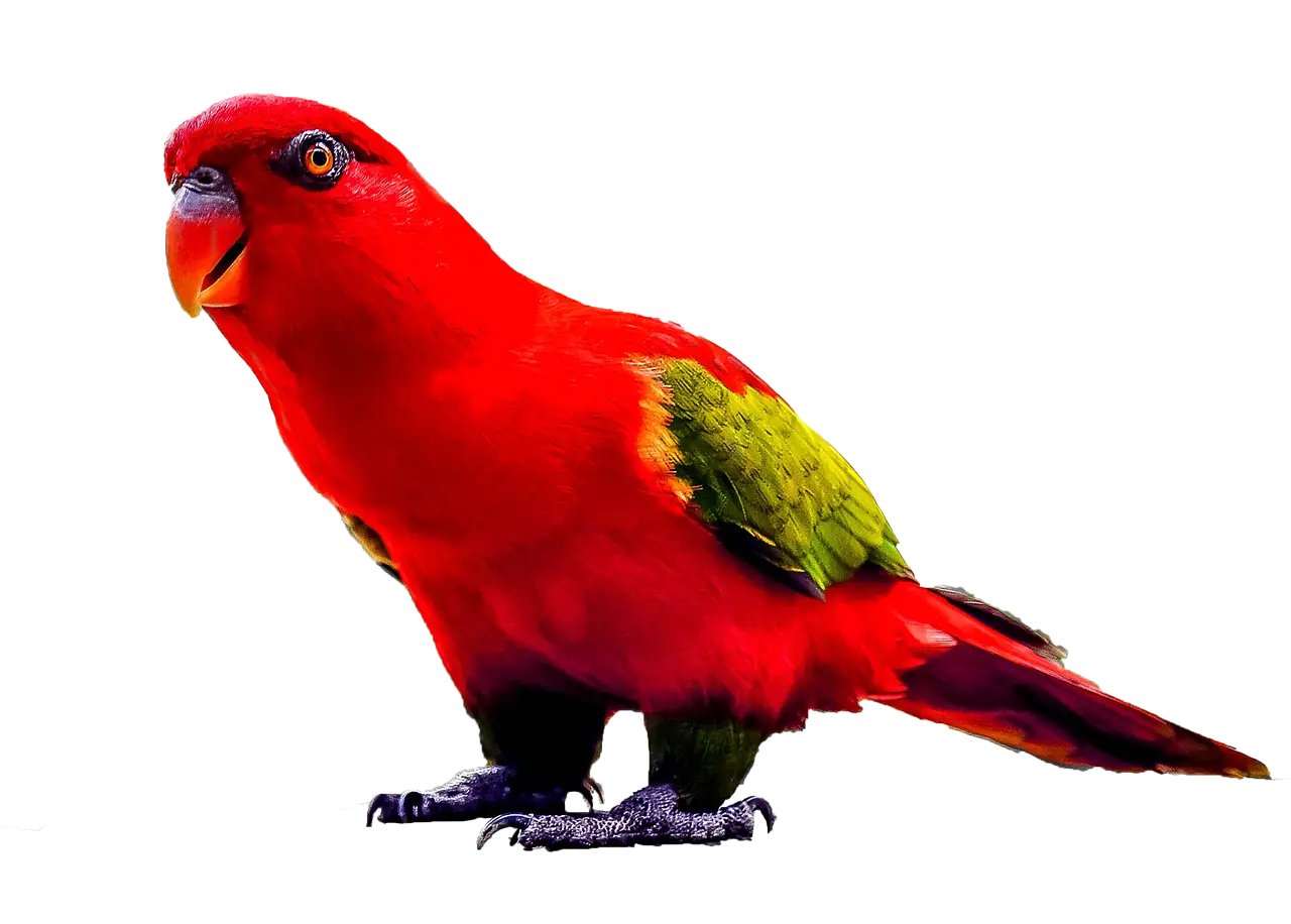 Vibrant Red Parrot with Green Wings