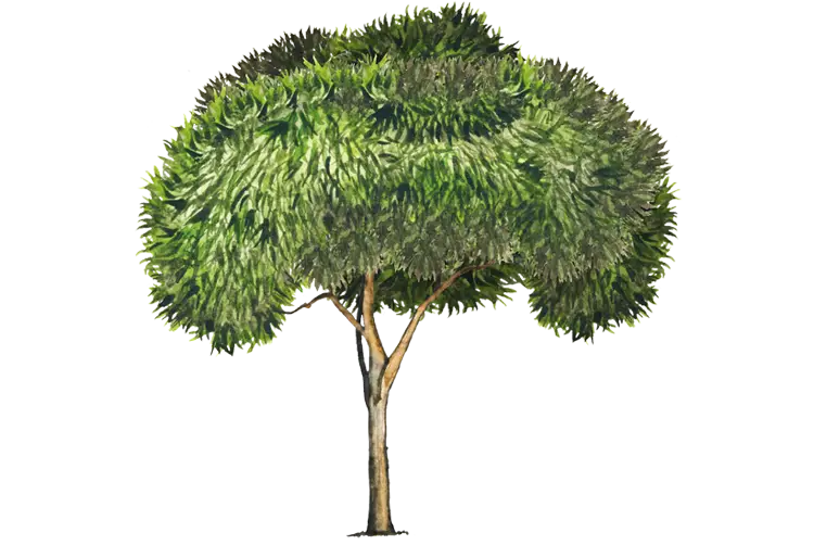 Beautiful Green Tree Illustration