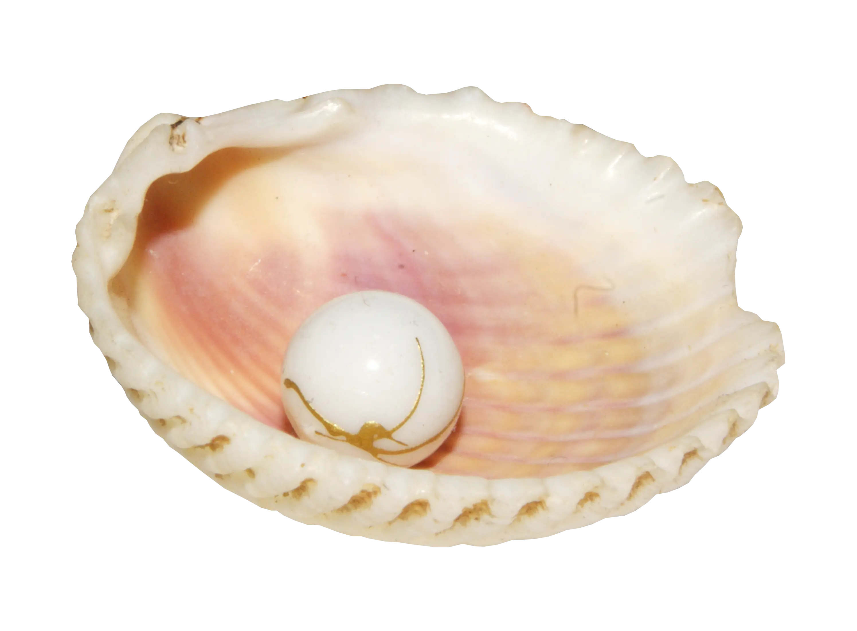 Natural Pearl Resting in Shell