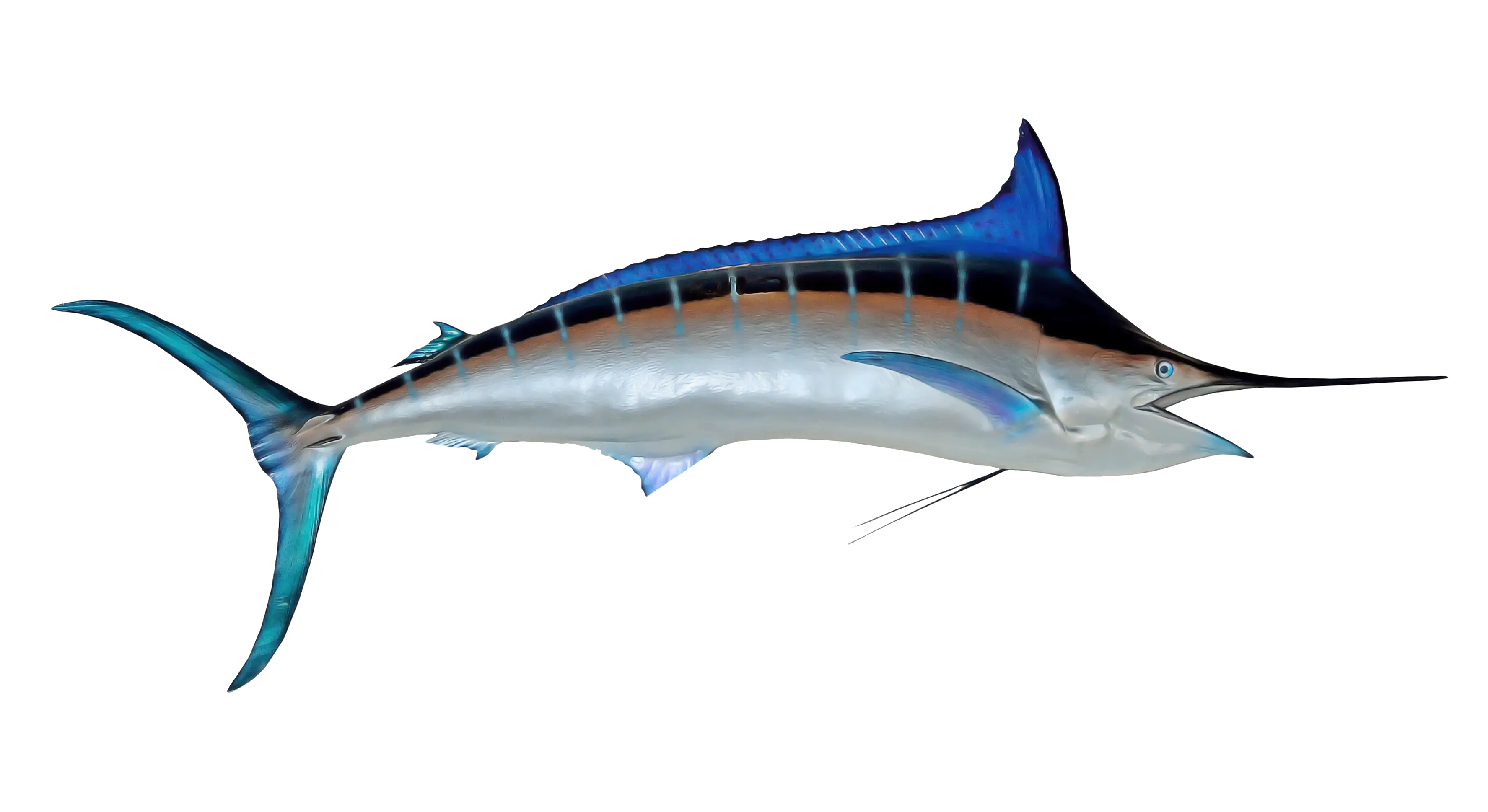 Blue Marlin Fish Illustration