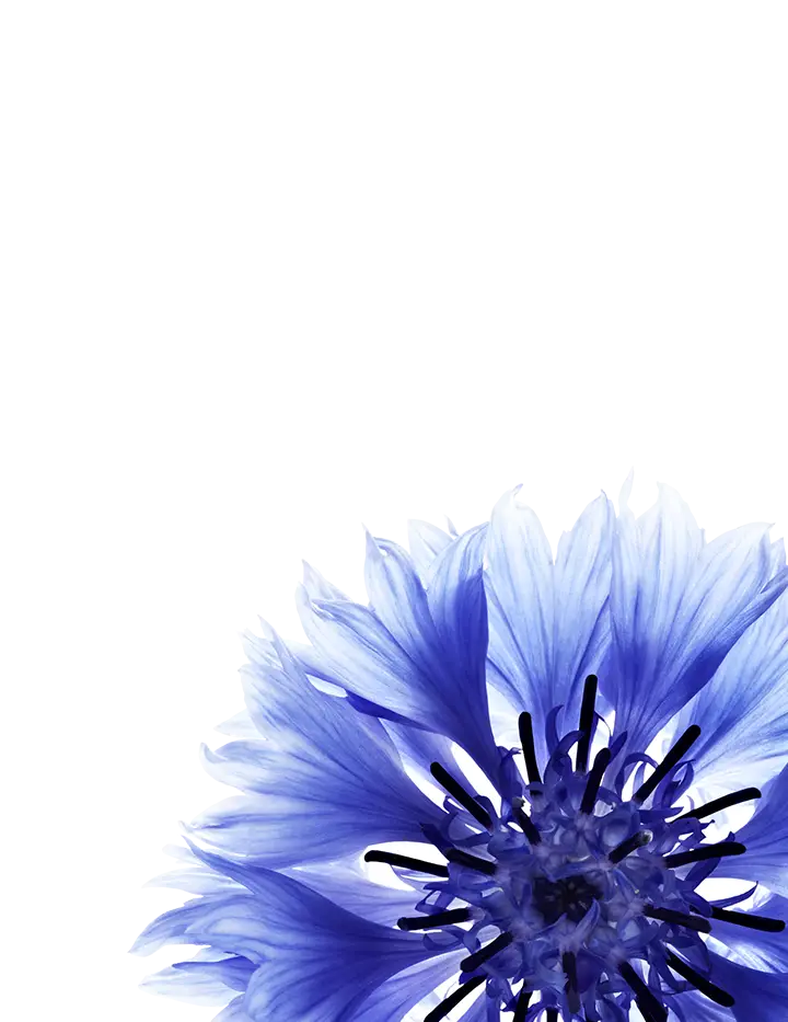 Close-up of a Beautiful Blue Flower