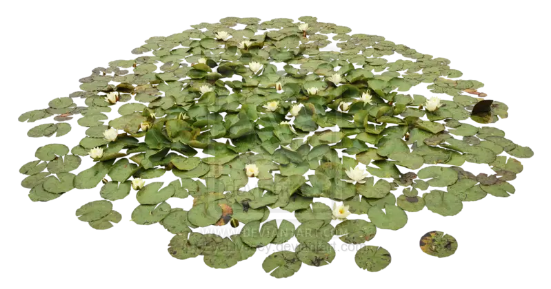 Floating Water Lily Leaves on a Pond