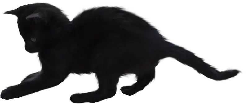 Black Cat Illustration Symbolizing Mystery