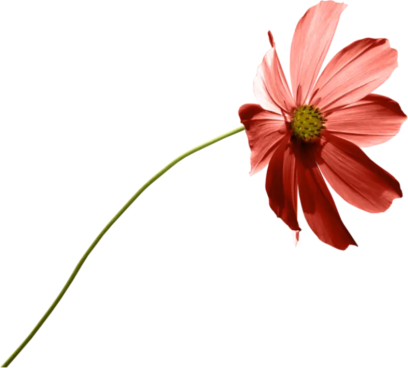Delicate Pink Blossom Illustration