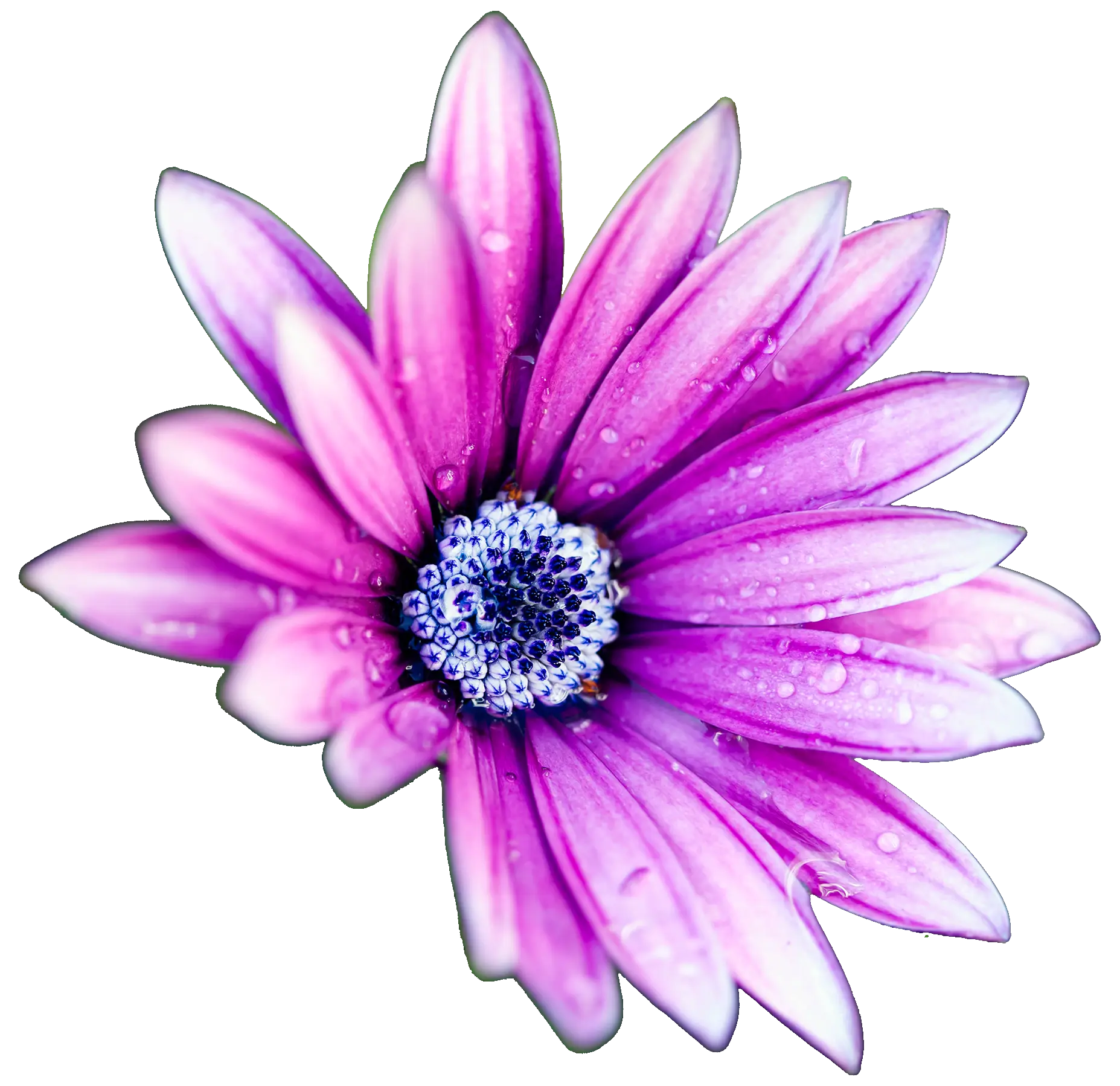 Beautiful Pink Flower
