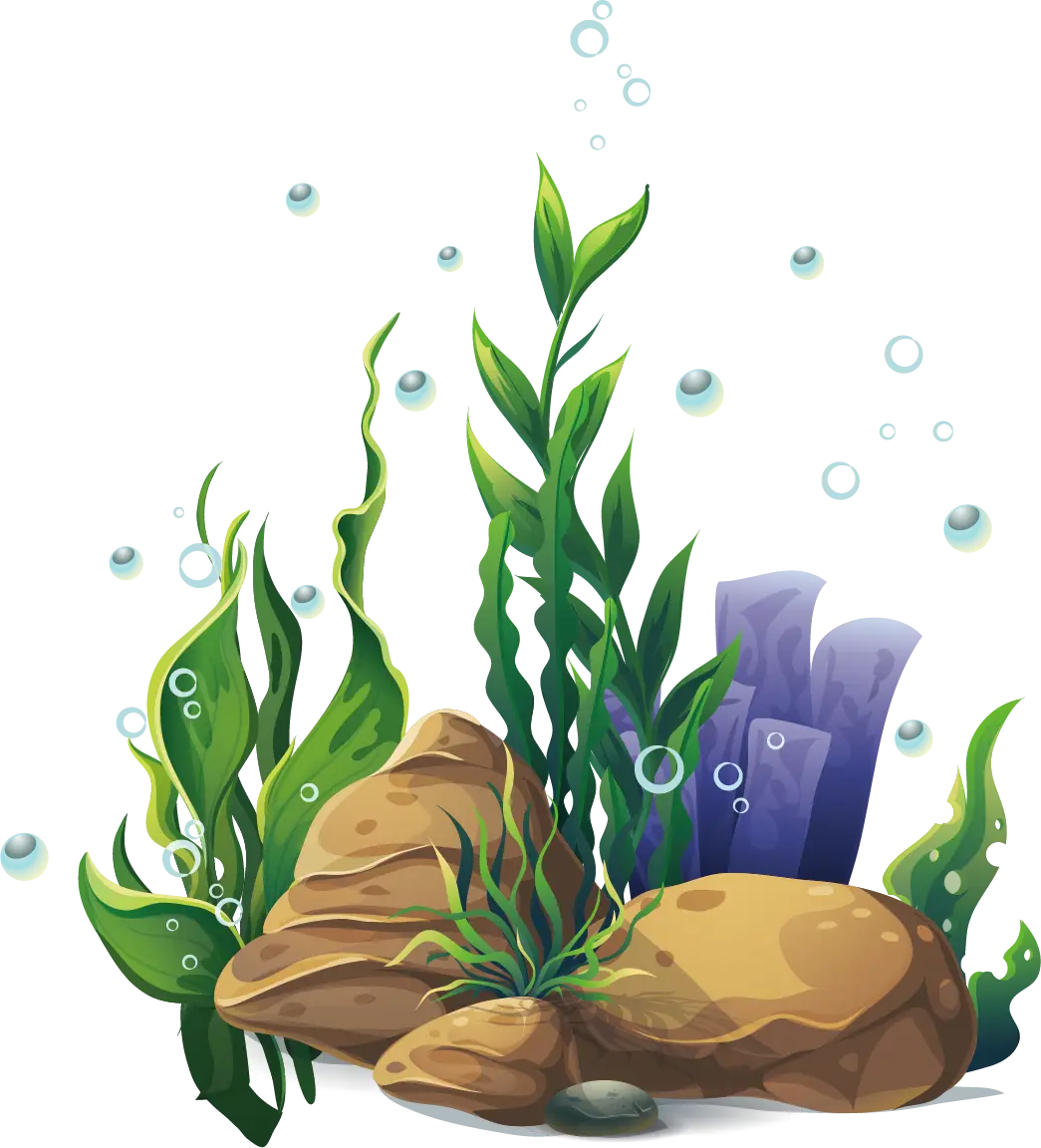 Underwater Plants and Rocks