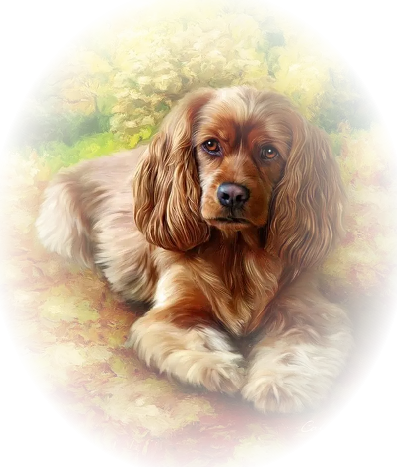 Brown Cocker Spaniel Lying Down