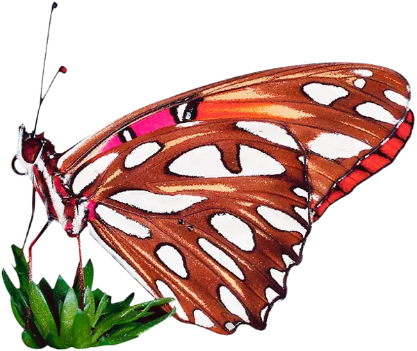 Orange Butterfly Resting on Green Plant