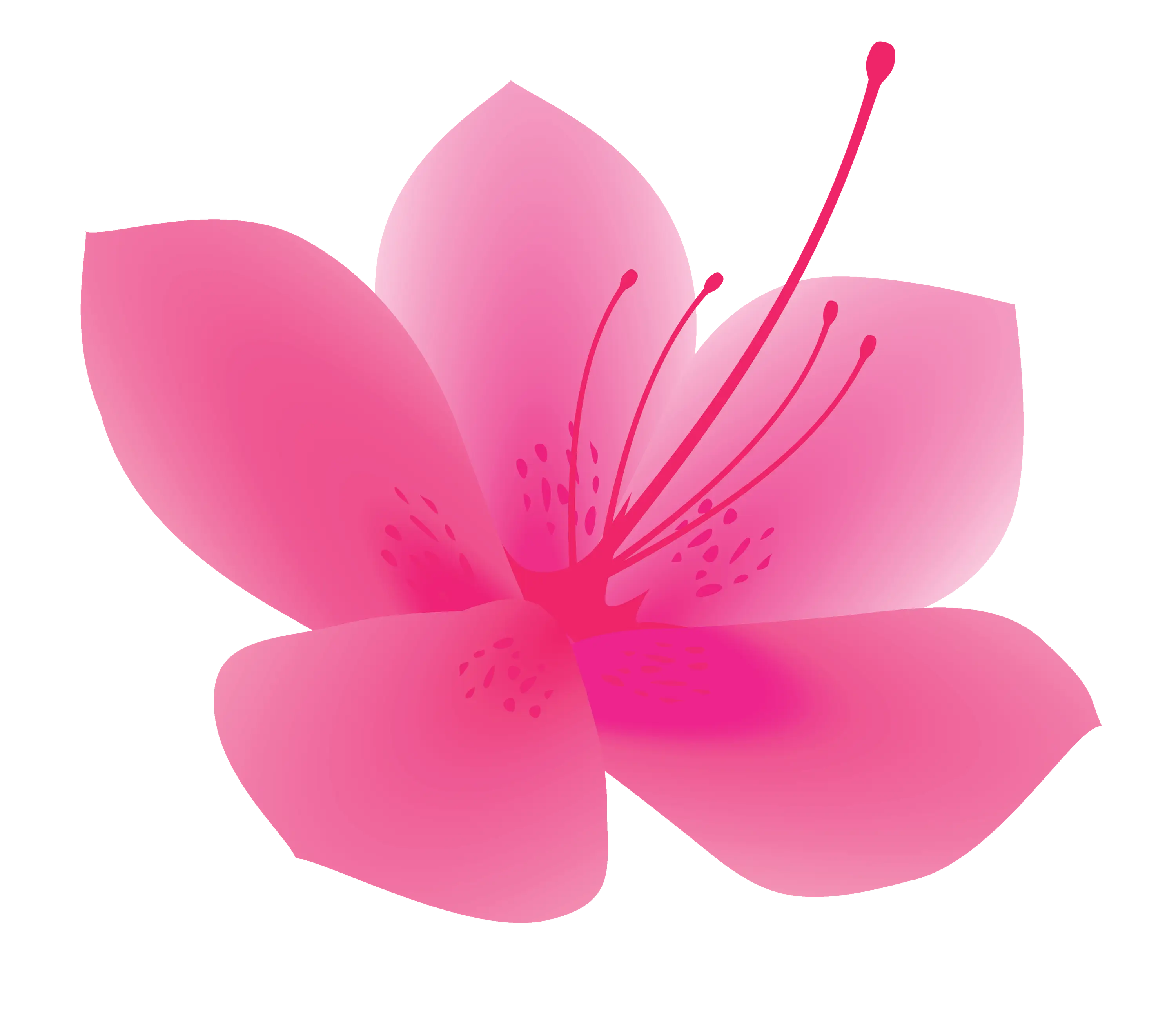 Pink Hibiscus Flower Illustration
