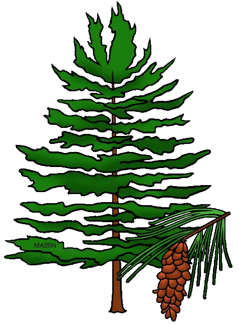 Green Pine Tree with Pinecone