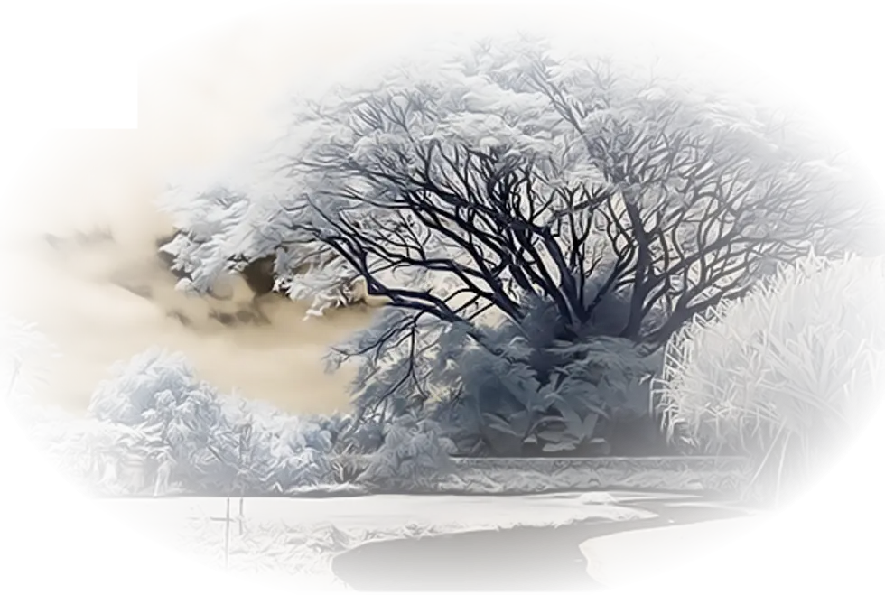 Snow-Covered Winter Tree