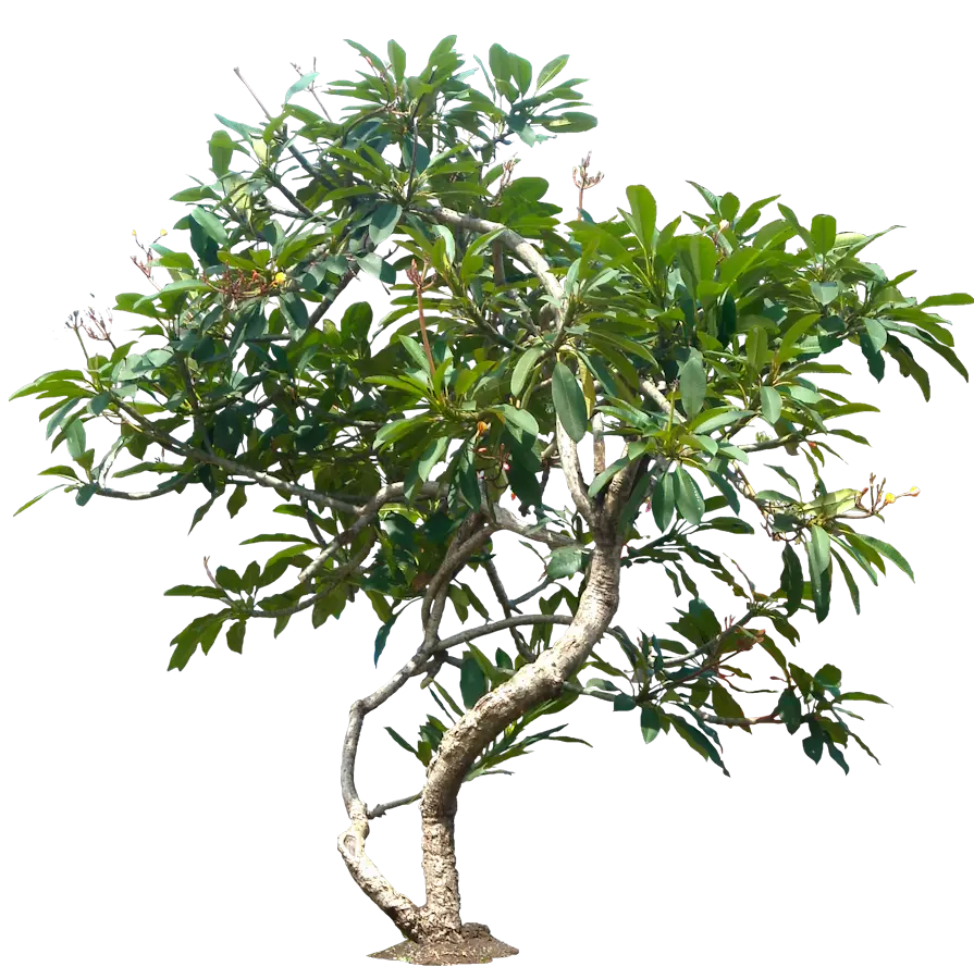 Lush Green Tree with Branches and Leaves