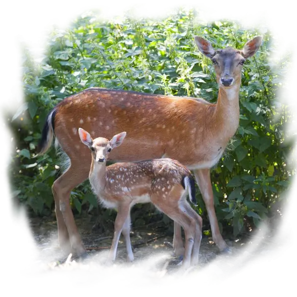 Deer and Fawn in the Wild