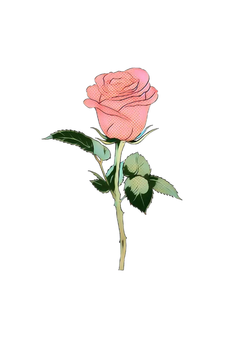 Pink Rose Botanical Illustration