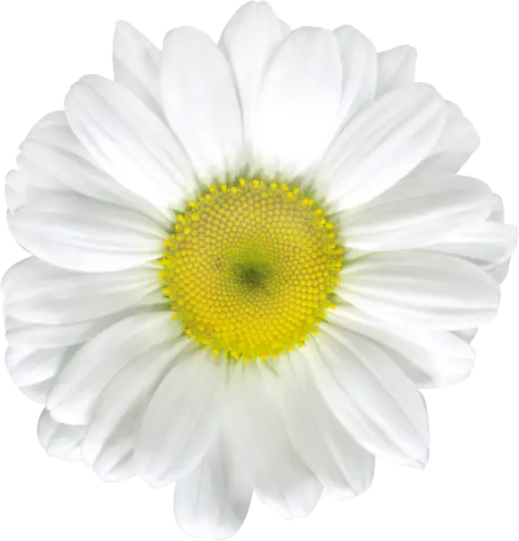 White Daisy Flower with Yellow Center