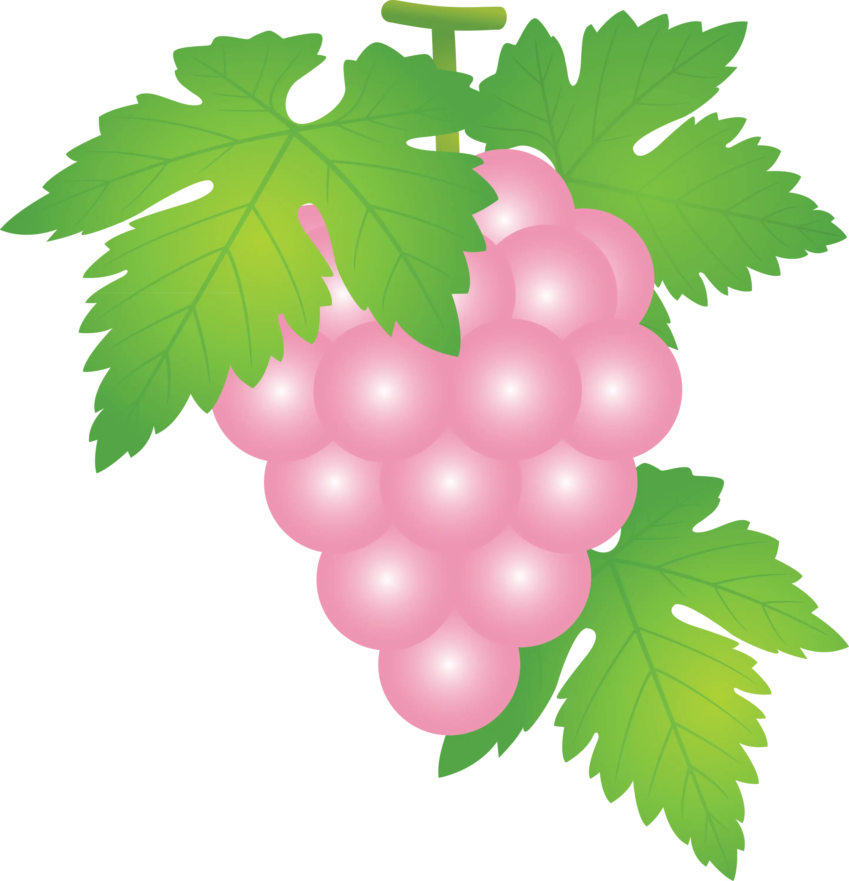 Pink Grapes with Green Leaves Illustration