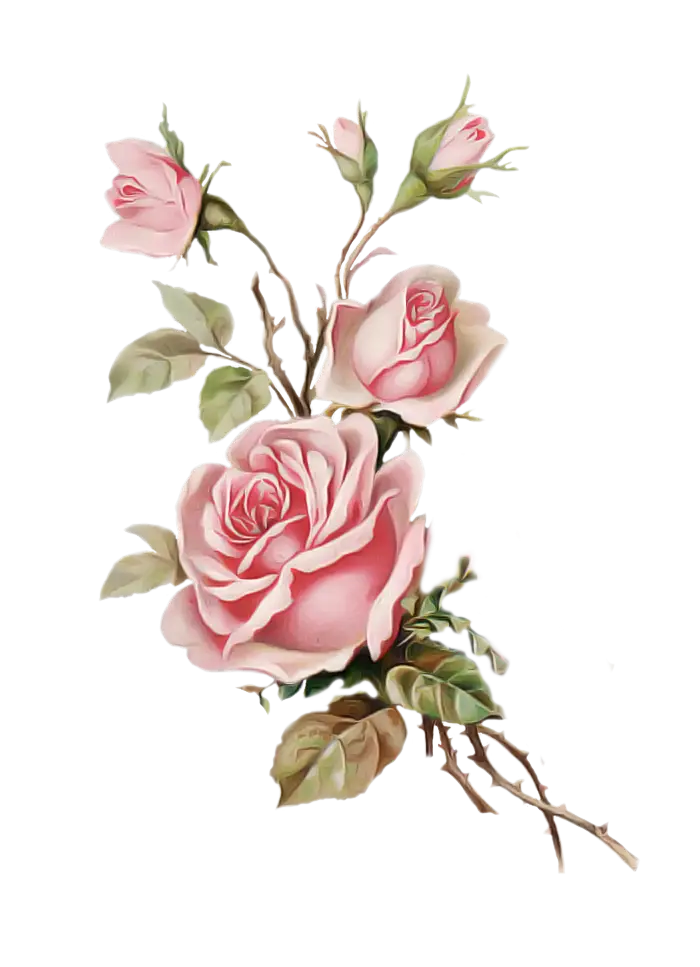 Elegant Pink Rose Branch with Budding Flowers